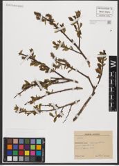 Foto von Salix L.